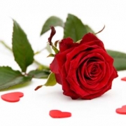 Single Red Rose2 L